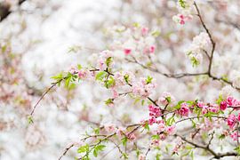 Perzikbloesem by Schram Fotografie