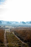 Fog facing