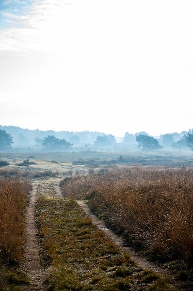 Fog facing by Wytze Kiers
