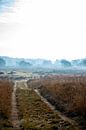 Fog facing by Wytze Kiers thumbnail