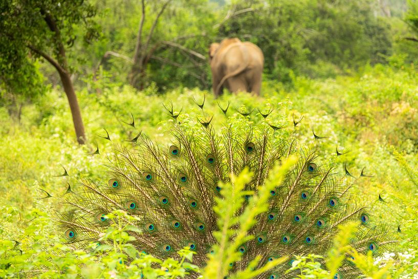 Udawalawe-Wildpark. Elefant und Pfau von Nicole Nagtegaal