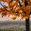 Die untergehende Sonne strahlt durchs Herbstlaub von Uwe Ulrich Grün