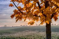 Die untergehende Sonne strahlt durchs Herbstlaub von Uwe Ulrich Grün Miniaturansicht