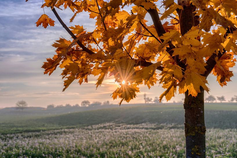 Die untergehende Sonne strahlt durchs Herbstlaub von Uwe Ulrich Grün