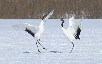 Mandschurenkraniche V