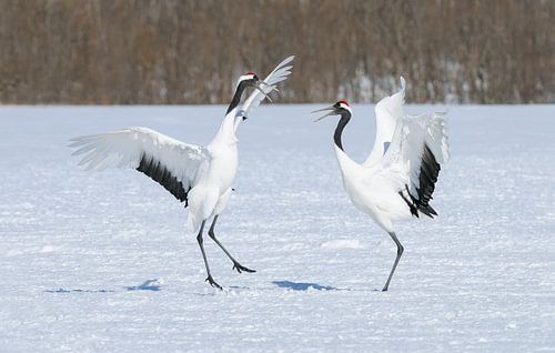 Mandschurenkraniche V