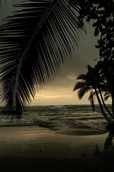 Sunrise with palm trees in Puerto Viejo - Caribbean serenity by Rick Massar