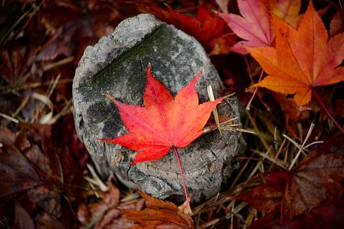 Autumn Vibes