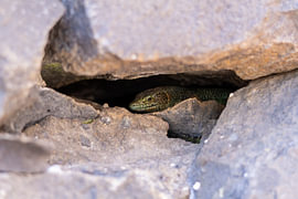Madeira lizard on volcanic rock #6 by Charlotte Hagg