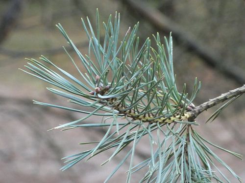 Spar bij het wekeromse zand 