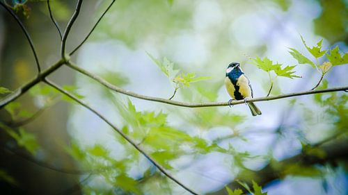 Yellow Great Tit sitzt ruhig pfeifend auf einem grünen Baumzweig