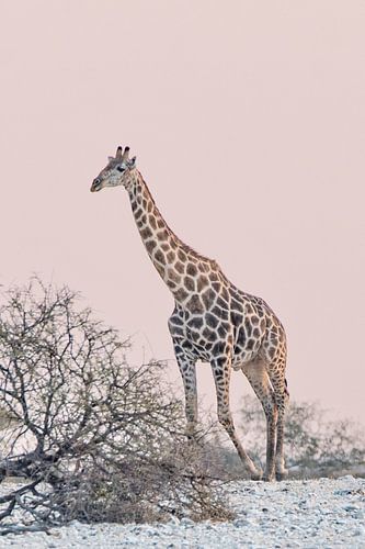 Giraffe bij pastelkleurige zonsondergang | Wildlife Natuurfotografie