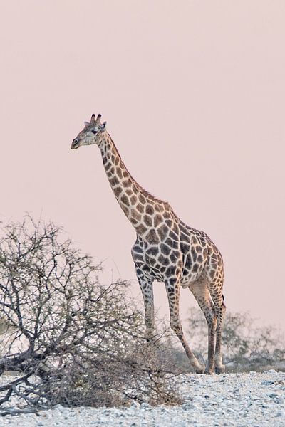 Giraffe bij pastelkleurige zonsondergang | Wildlife Natuurfotografie van Monique Tekstra-van Lochem