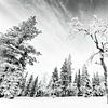 Winterlandschap II van Sam Mannaerts
