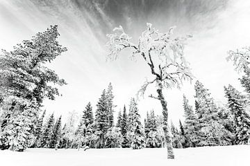 Winterlandschap II van Sam Mannaerts