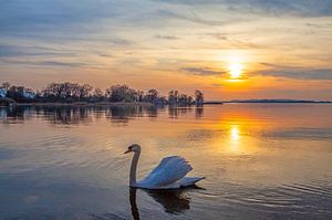 Ein Schwan im Sonnenuntergang