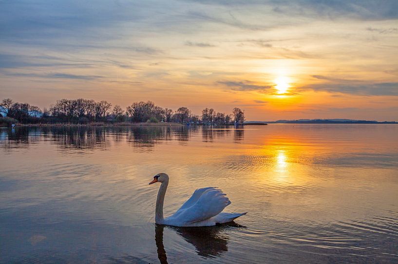 Ein Schwan im Sonnenuntergang von Christa Kramer