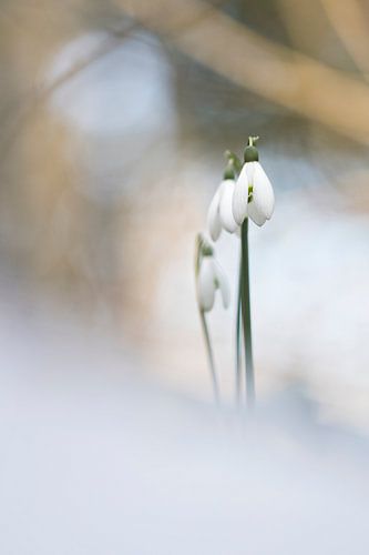 The magic of beginnings