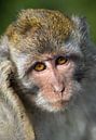Portret Macaque Monkey by Jos Pannekoek thumbnail