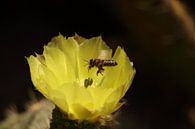 cactusbloem van een schijfcactus op Majorca van Peter Buijsman thumbnail