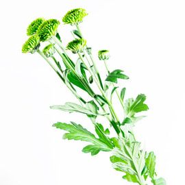 Zomerboeket by Chantal Evers