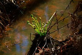 Farn im Abendlicht von Thomas Jäger