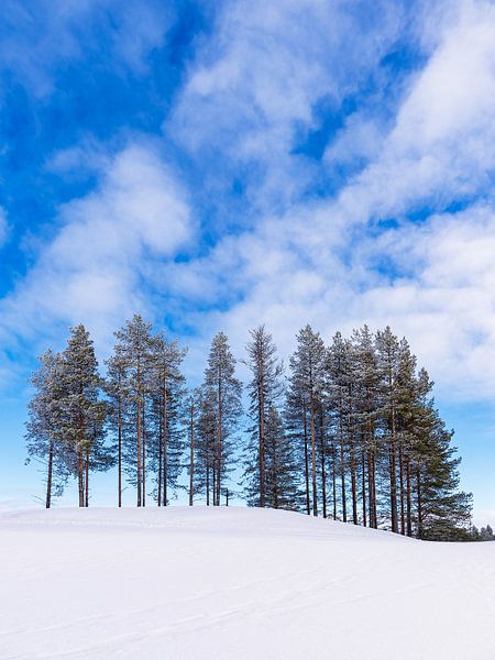 Landschap met sneeuw en bomen in de winter in Kuusamo, Finland van Rico Ködder