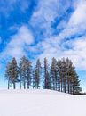Landschap met sneeuw en bomen in de winter in Kuusamo, Finland van Rico Ködder thumbnail