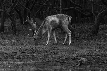 Chevreuils au pâturage en noir et blanc