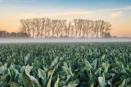 Beautiful sunrise over the cauliflower fields. by Rudi Everaert