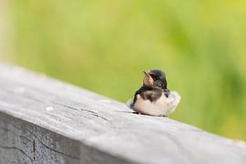 Bauernschwalbe von Merijn Loch
