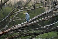 Blaureiher, beobachtet von der Konkurrenz