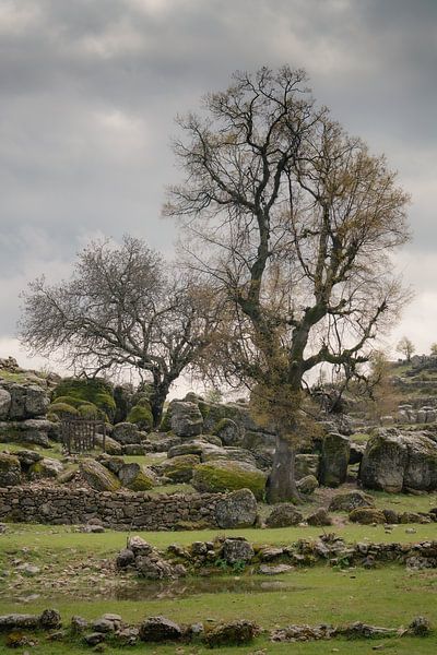 Trees near the ruins of Selge by Captured Created by Cathleen