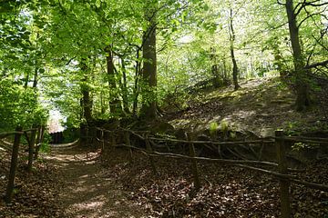 Forêt de hêtres avec sentier lors d'une journée ensoleillée au printemps sur Retrotimes