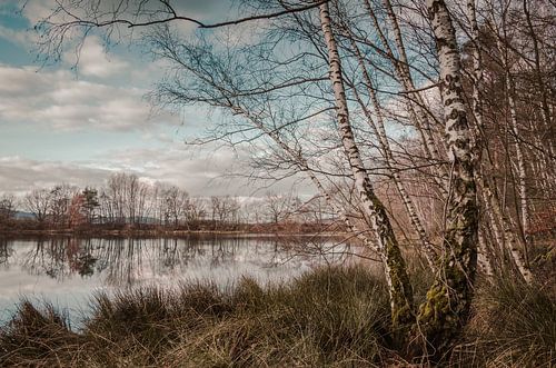 Berken bij het meer