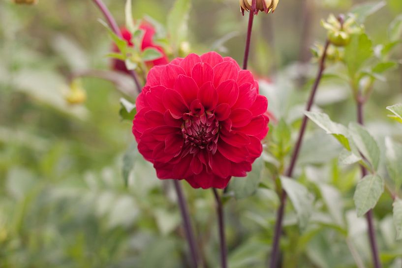 Rode Dahlia van Alexander de Vries