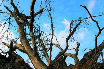 Tree struck by storm