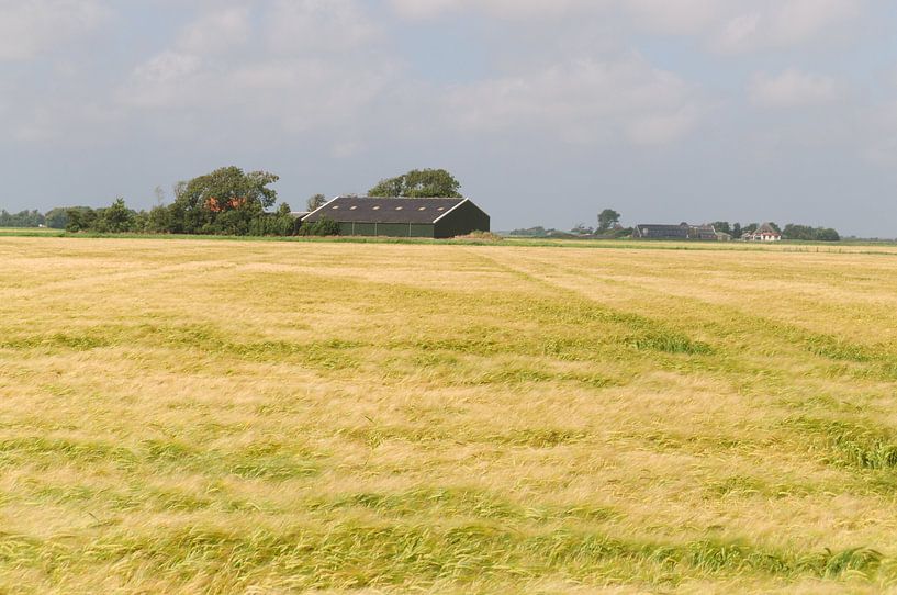 Korenveld von Robert Lotman