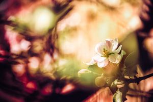 Apfelblüte im zauberhaften Frühlingslicht