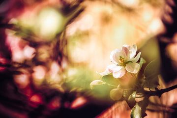 Apple blossom in the magical spring light