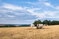 Koeien in het veld van Alexander van der Dussen thumbnail