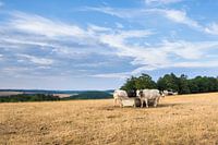 Cows in the field
