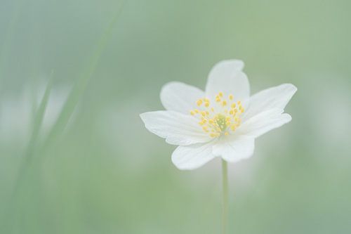 wood anemone soft green with white macro photo