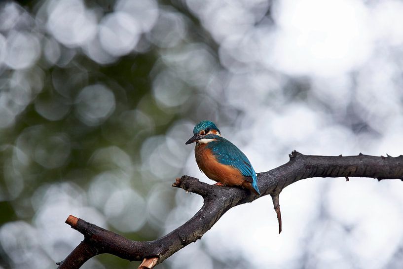 Kingfisher by Ronald Kromkamp