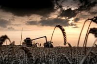 Graanoogst in de polder