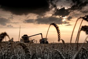 Graanoogst in de polder