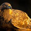 Aigle royal (Aquila chrysaetos), Aigle royal, Suède. sur Gert Hilbink