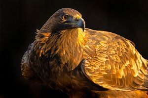 Steinadler (Aquila chrysaetos), Steinadler, Schweden.