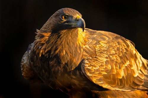 Golden eagle (Aquila chrysaetos), Golden Eagle, Sweden. by Gert Hilbink