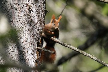 an orange squirrel in the forest looks down from a spruce tree by chamois huntress